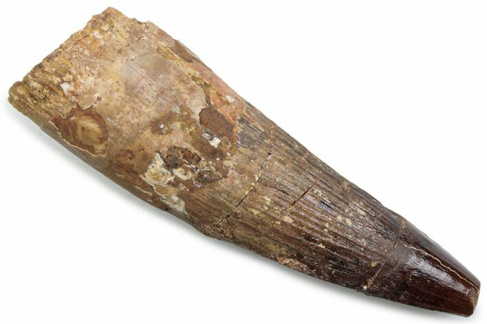 Fossil Spinosaurus Tooth - Real Dinosaur Tooth #381087